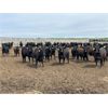 Image 1 : 6U Cattle Company - 860# Heifers - 145 Head (Manning, AB)