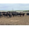 Image 2 : 6U Cattle Company - 860# Heifers - 145 Head (Manning, AB)