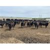Image 3 : 6U Cattle Company - 860# Heifers - 145 Head (Manning, AB)