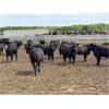 Image 4 : 6U Cattle Company - 860# Heifers - 145 Head (Manning, AB)