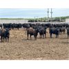 Image 5 : 6U Cattle Company - 860# Heifers - 145 Head (Manning, AB)