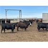 Image 6 : 6U Cattle Company - 860# Heifers - 145 Head (Manning, AB)