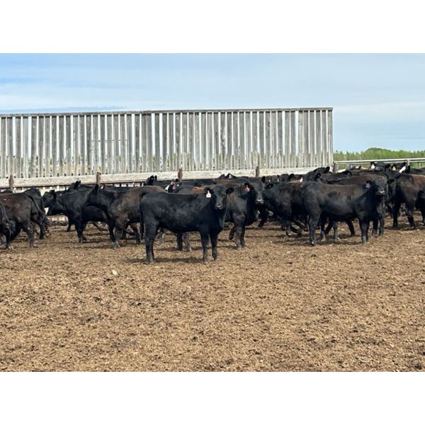 6U Cattle Company - 830# Heifers - 77 Head (Manning, AB)