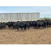 Image 1 : 6U Cattle Company - 830# Heifers - 77 Head (Manning, AB)