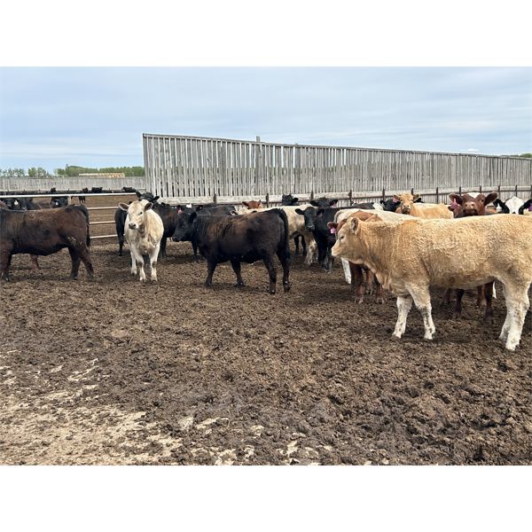 6U Cattle Company - 860# Heifers - 74 Head (Manning, AB)
