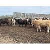 Image 1 : 6U Cattle Company - 860# Heifers - 74 Head (Manning, AB)