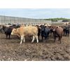 Image 2 : 6U Cattle Company - 860# Heifers - 74 Head (Manning, AB)