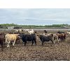 Image 4 : 6U Cattle Company - 860# Heifers - 74 Head (Manning, AB)