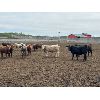 Image 5 : 6U Cattle Company - 860# Heifers - 74 Head (Manning, AB)