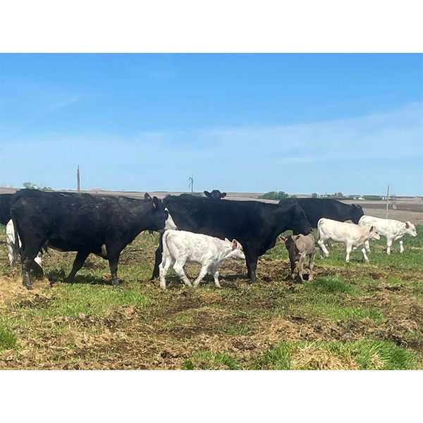 Lazy T Ranch - 12 Black Angus Pairs (Dalum, AB)