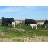 Image 2 : Lazy T Ranch - 12 Black Angus Pairs (Dalum, AB)