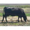 Image 5 : Lazy T Ranch - 12 Black Angus Pairs (Dalum, AB)