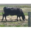 Image 3 : Lazy T Ranch - 15 Angus/Hereford X Pairs (Dalum, AB)