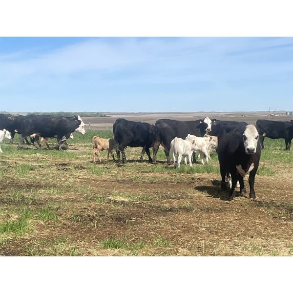 Lazy T Ranch - 15 Angus/Hereford X Pairs (Dalum, AB)