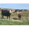 Image 2 : Lazy T Ranch - 15 Angus/Hereford X Pairs (Dalum, AB)