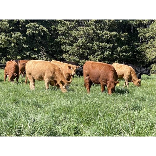 Marcinek Cattle Company - 1000# September Grass Heifers - 186 Head (Condor, AB)