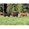 Image 4 : Marcinek Cattle Company - 1000# September Grass Heifers - 186 Head (Condor, AB)