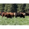 Image 5 : Marcinek Cattle Company - 1000# September Grass Heifers - 186 Head (Condor, AB)