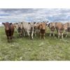 Image 10 : Sharp Hills Ranch Ltd. - 1000# September Grass Heifers - 244 Head (Sedalia, AB)