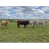Image 6 : Sharp Hills Ranch Ltd. - 1000# September Grass Heifers - 244 Head (Sedalia, AB)