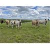 Image 9 : Sharp Hills Ranch Ltd. - 1000# September Grass Heifers - 244 Head (Sedalia, AB)