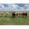 Image 11 : Sharp Hills Ranch Ltd. - 1000# September Grass Heifers - 244 Head (Sedalia, AB)