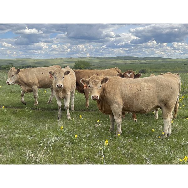 Sharp Hills Ranch Ltd. - 1000# September Grass Heifers - 244 Head (Sedalia, AB)