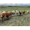 Image 7 : Sharp Hills Ranch Ltd. - 1000# September Grass Heifers - 244 Head (Sedalia, AB)
