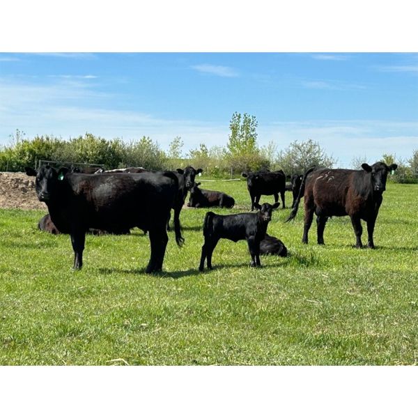 Schock Ranching Ltd. - 15 1st Calf Black Angus Pairs (Patricia, AB)