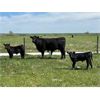 Image 2 : Schock Ranching Ltd. - 15 1st Calf Black Angus Pairs (Patricia, AB)