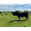 Image 6 : Schock Ranching Ltd. - 15 1st Calf Black Angus Pairs (Patricia, AB)