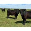 Image 4 : Schock Ranching Ltd. - 15 1st Calf Black Angus Pairs (Patricia, AB)