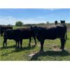 Image 5 : Schock Ranching Ltd. - 15 1st Calf Black Angus Pairs (Patricia, AB)
