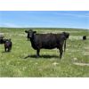 Image 3 : Schock Ranching Ltd. - 15 Black Angus Pairs (Cereal, AB)
