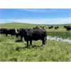 Image 4 : Schock Ranching Ltd. - 15 Black Angus Pairs (Cereal, AB)