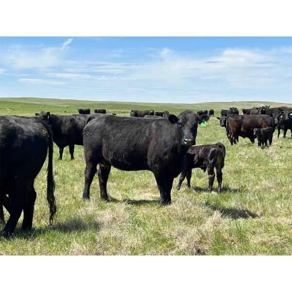 Schock Ranching Ltd. - 15 Black Angus Pairs (Cereal, AB)