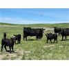 Image 2 : Schock Ranching Ltd. - 15 Black Angus Pairs (Cereal, AB)