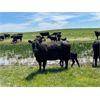 Image 5 : Schock Ranching Ltd. - 15 Black Angus Pairs (Cereal, AB)