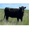 Image 7 : Schock Ranching Ltd. - 15 Black Angus Pairs (Cereal, AB)