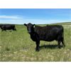 Image 8 : Schock Ranching Ltd. - 15 Black Angus Pairs (Cereal, AB)