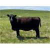 Image 9 : Schock Ranching Ltd. - 15 Black Angus Pairs (Cereal, AB)