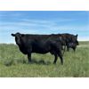 Image 6 : Schock Ranching Ltd. - 15 Black Angus Pairs (Cereal, AB)