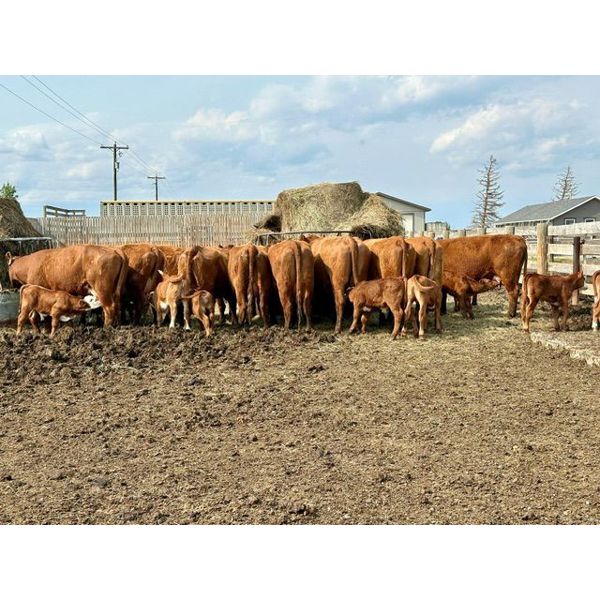 McIntyre Ranch - 16 Red X 5th Calf Pairs (Picture Butte, AB)