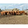 Image 1 : McIntyre Ranch - 16 Red X 5th Calf Pairs (Picture Butte, AB)