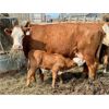 Image 2 : McIntyre Ranch - 16 Red X 5th Calf Pairs (Picture Butte, AB)