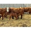 Image 3 : McIntyre Ranch - 16 Red X 5th Calf Pairs (Picture Butte, AB)