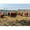Image 4 : McIntyre Ranch - 16 Red X 5th Calf Pairs (Picture Butte, AB)