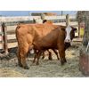 Image 5 : McIntyre Ranch - 16 Red X 5th Calf Pairs (Picture Butte, AB)