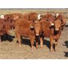 Image 6 : Lee Johnston - 1000# Sept/Oct Grass Heifers - 62 Head (Rocanville, SK)