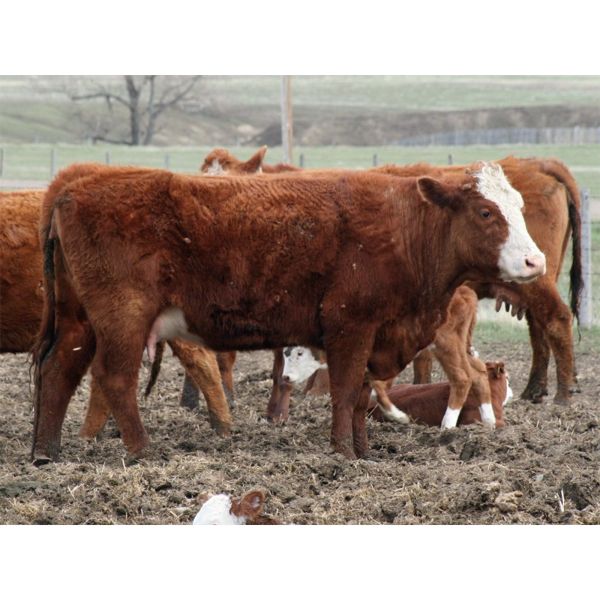 McIntyre Ranch - 17 Red X 6th/7th Calf Pairs (Picture Butte, AB)